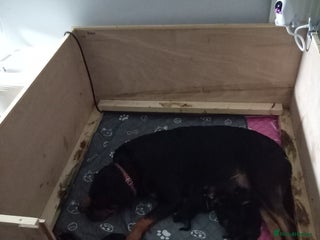 Rottweiler dogs 🐾 Stunning KC Registered Rottweiler Puppies - Advert 1