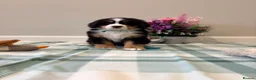 Bernese Mountain Dog dogs for sale: KC Registered Bernese mountain pups  - Advert 2