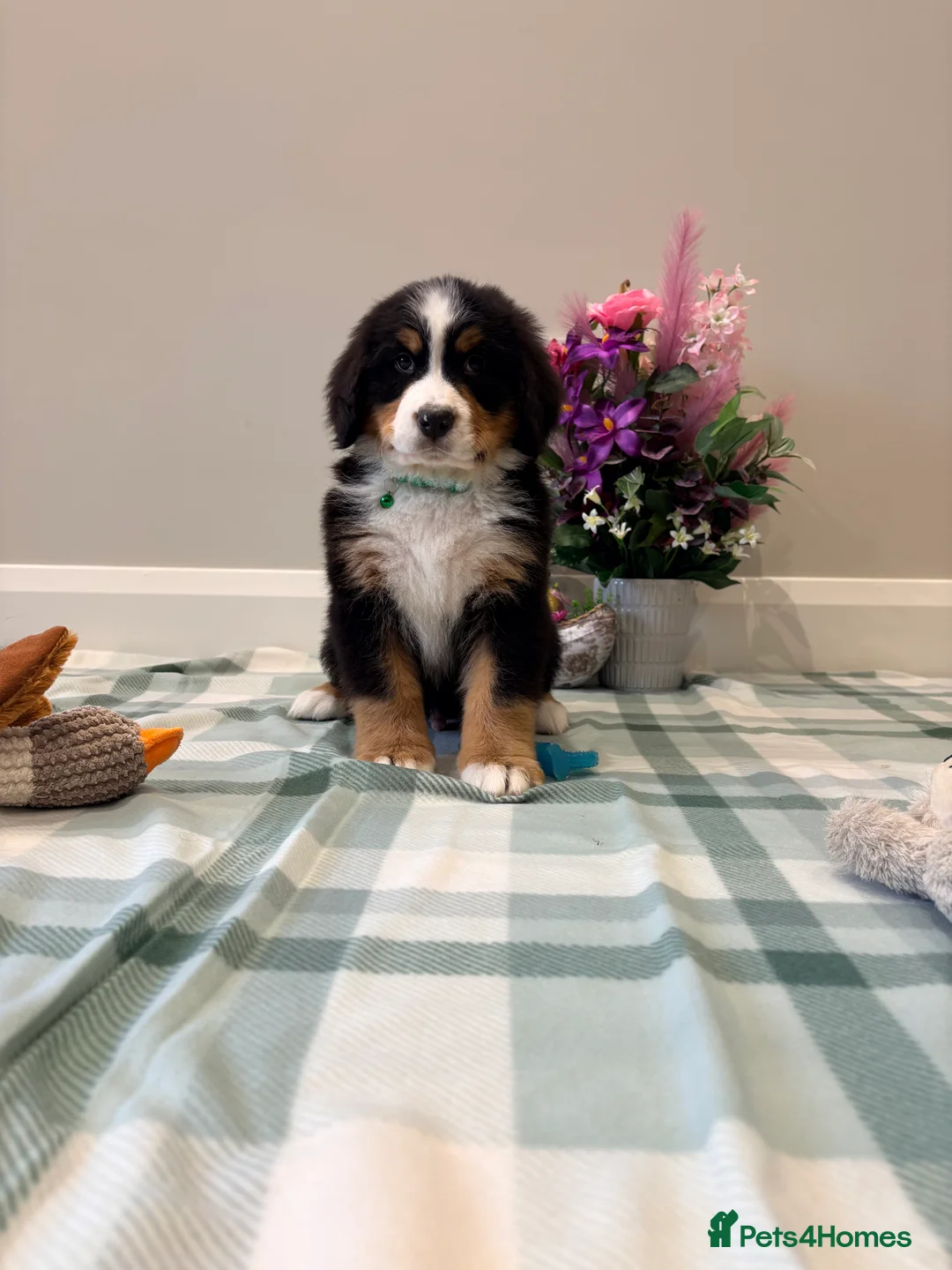 Bernese Mountain Dog dogs for sale: KC Registered Bernese mountain pups  - Advert 2
