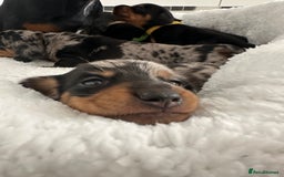 Miniature Dachshund dogs for sale: ✨Mini Smooth Hair Dachshund Ready 18/10/2025 ✨ - Image 21