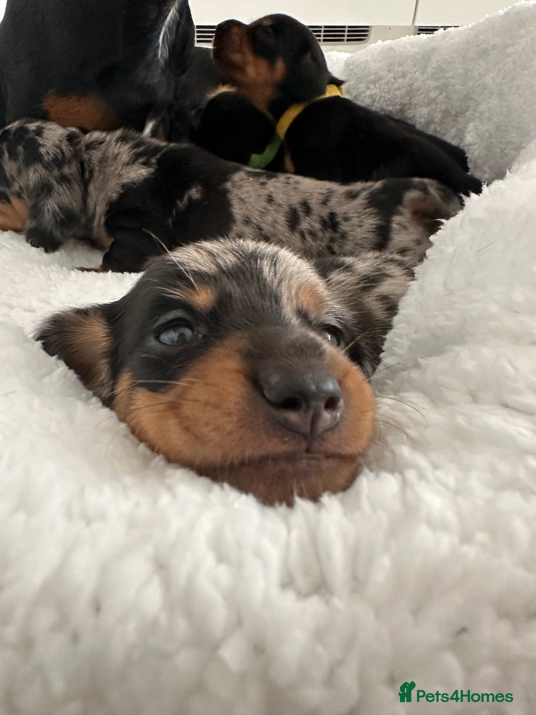 Miniature Dachshund dogs for sale: ✨Mini Smooth Hair Dachshund Ready 18/10/2025 ✨ - Image 21