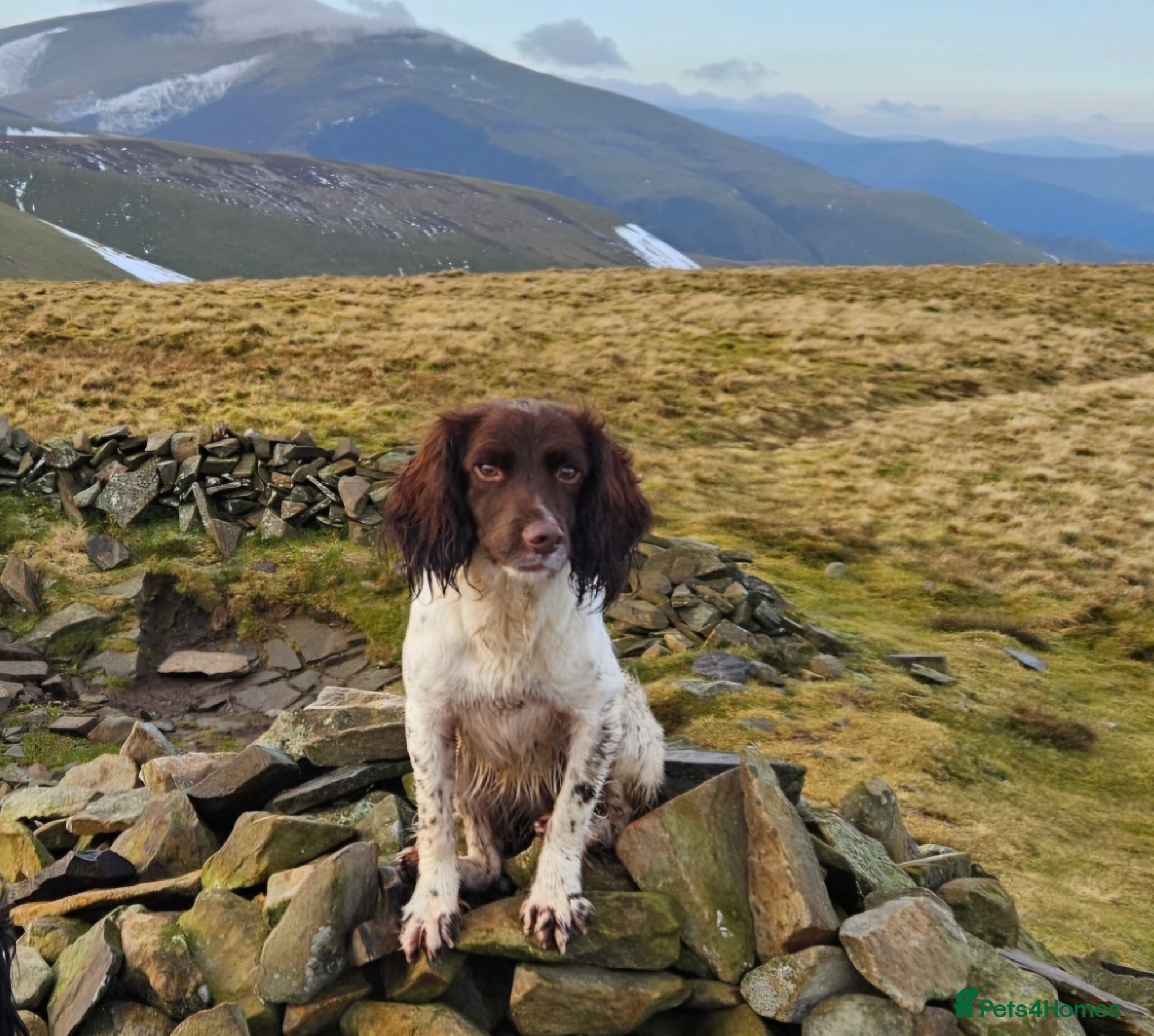 Sprocker dogs Working Sprocker pups  - Advert 3