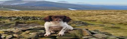 Sprocker dogs for sale: Working Sprocker pups  in Bishop Auckland - Advert 1