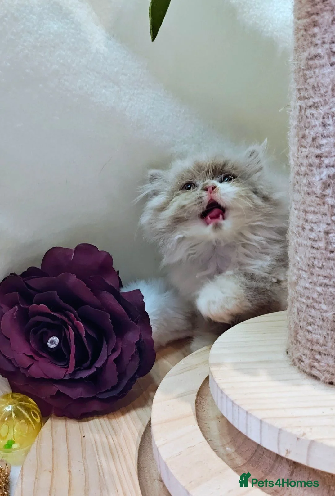 British Longhair cats for sale: Fawn/cinnamon/red/blue golden  - Advert 2