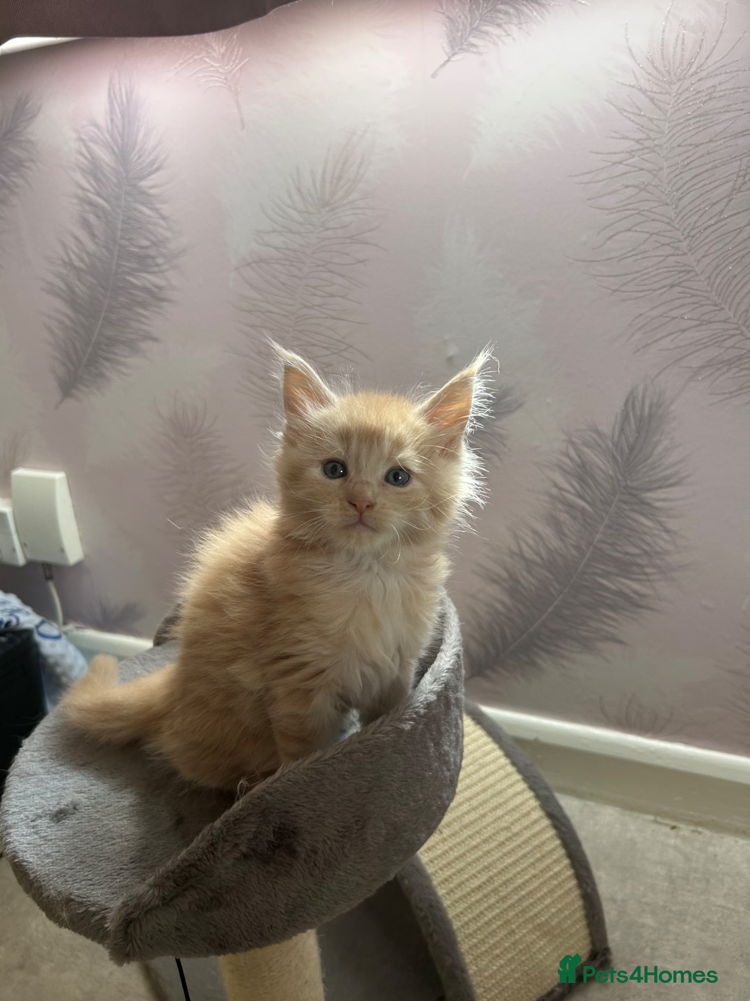 Maine Coon cats 😻😻 STUNNING CREAM MALE MAIN COONS 😻😻 - Advert 6