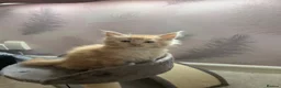 Maine Coon cats for sale: READY TO LEAVE PRICE REDUCTION  😻😻 - Advert 14