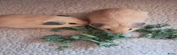 Guinea Pig rodents for sale: PURE CALIFORNIAN BABIES - Advert 7
