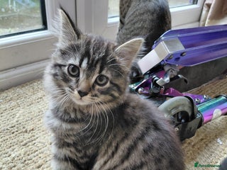 Maine Coon cats Kittens for sale maine coon - Advert 11