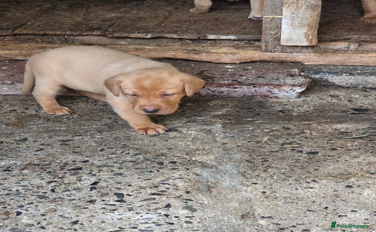 Labrador Retriever dogs - Advert 12