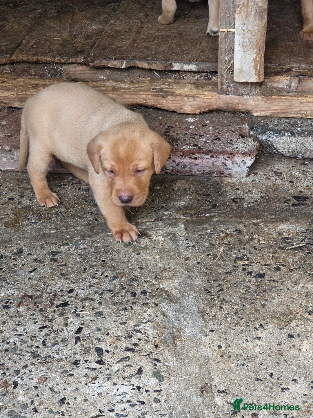 Labrador Retriever dogs for sale: Kc reg  yellow lab puppies 🐶  - Image 1