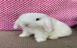 Mini Lop rabbits for sale: Beautiful mini lop kits  - Image 16