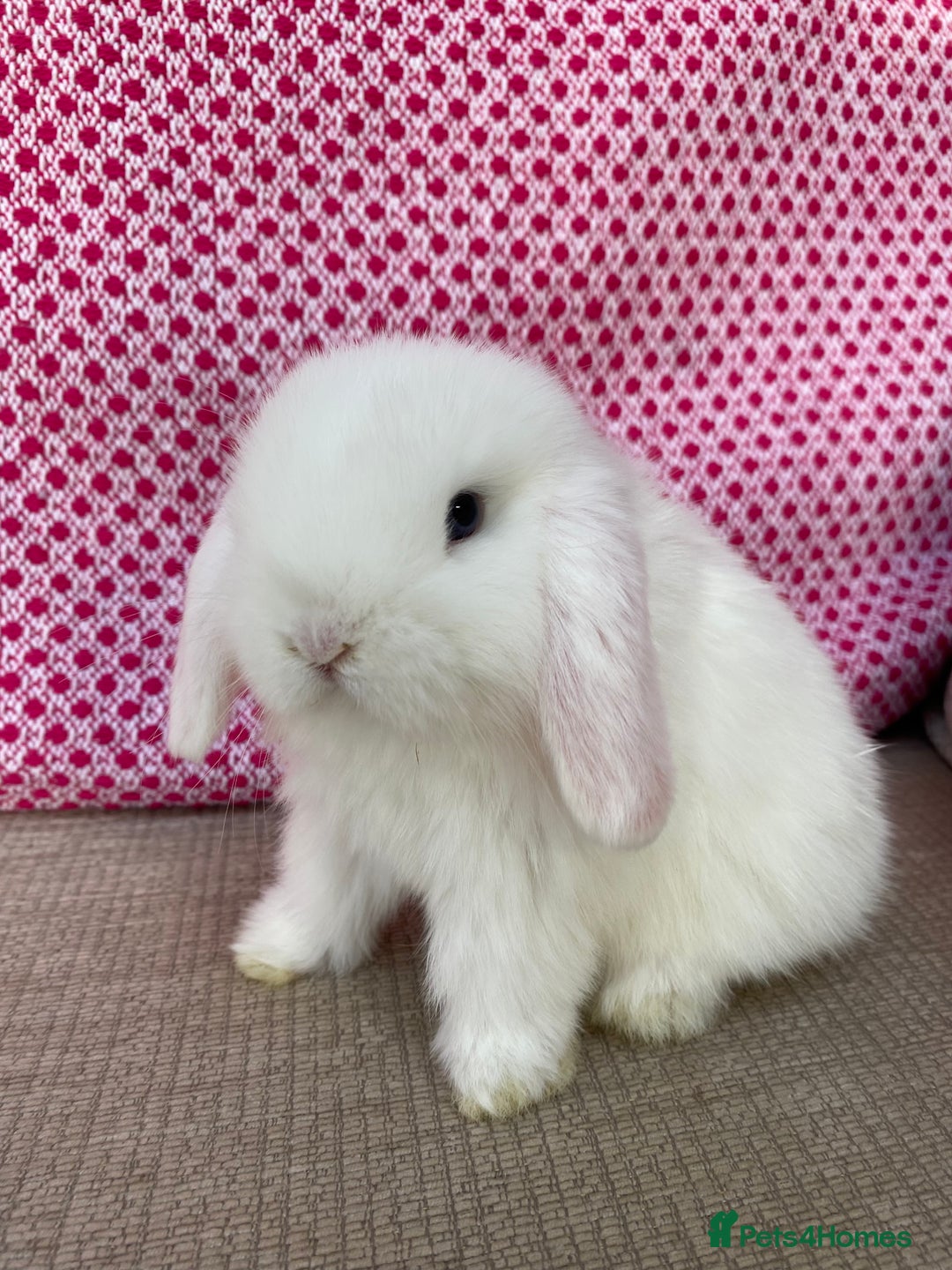 Mini Lop rabbits for sale: Beautiful mini lop kits  - Image 16