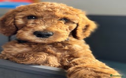 Goldendoodle dogs for sale: Double Doodle pups  - Image 15