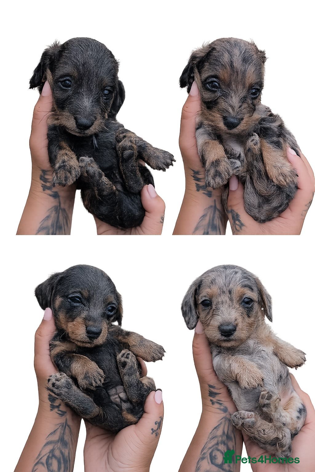 Dachshund dogs Longhaired Miniature Dachshunds - Advert 1