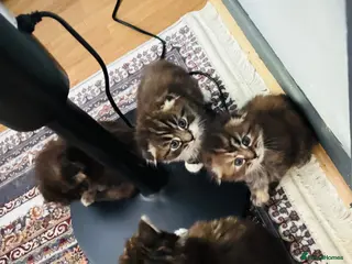 Scottish Fold cats Scotish fold long hair - Advert 16