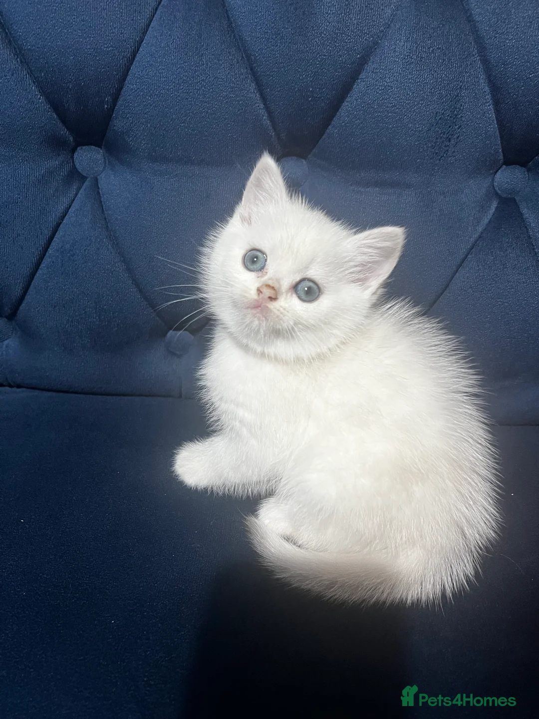 British Shorthair cats for sale: British shorthair type kittens - Advert 6
