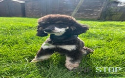 Cockapoo dogs for sale: F2 cockapoo - Image 9