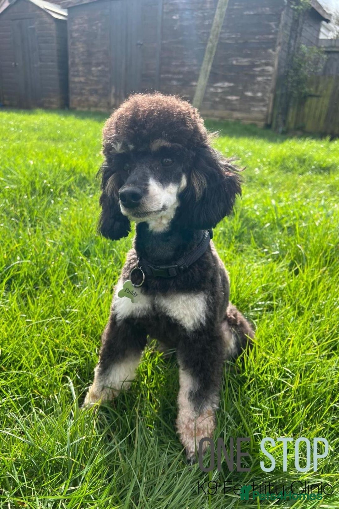 Cockapoo dogs for sale: F2 cockapoo - Image 9