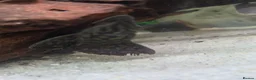 Plecos fish for sale: Tropical fish for sale in Macclesfield - Advert 5