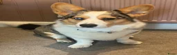 Welsh Corgi Cardigan dogs for stud: Merle Welsh Cardigan Corgi in Macclesfield - Advert 2
