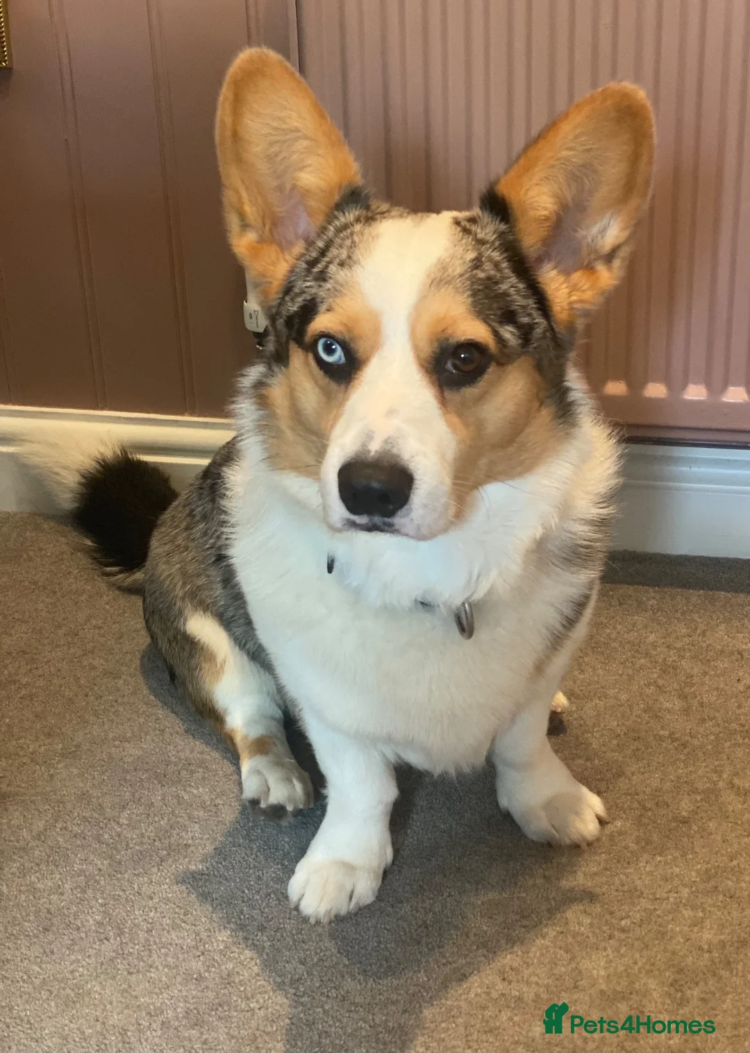 Welsh Corgi Cardigan dogs for stud: Merle Welsh Cardigan Corgi in Macclesfield - Advert 2