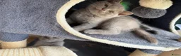British Shorthair cats for sale: Baby Kittens British Shorthair in Gravesend - Advert 4