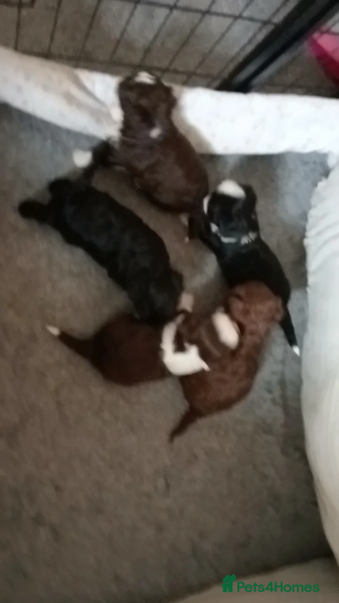 Mixed Breed dogs for sale: Imperial Shihtzu X Chihuahua Puppies  in Grays - Advert 2