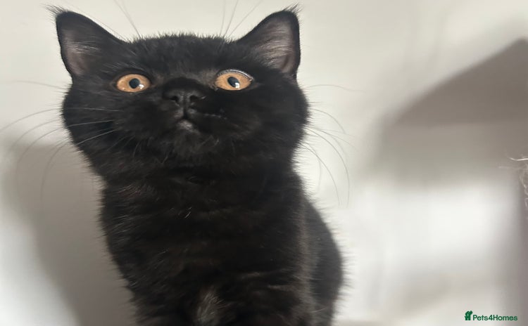 British Shorthair cats - Advert 13