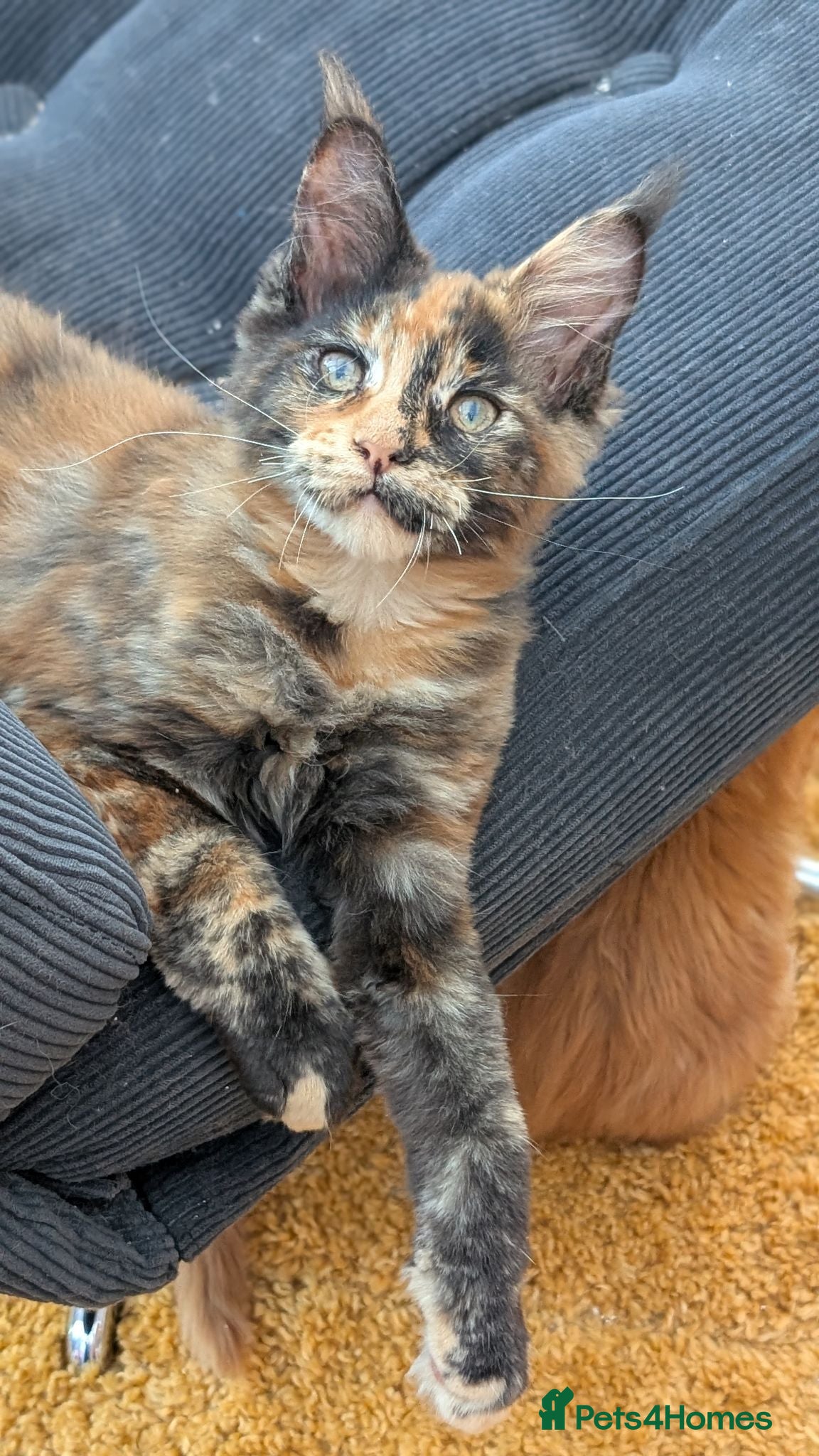 Maine Coon cats Tica Registered Maine coon kittens - Advert 2