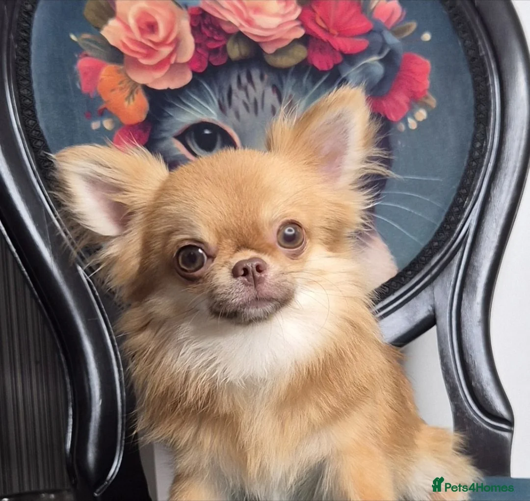 Chihuahua dogs for sale: KC registered chihuahua boy  - Advert 5