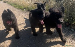 German Shepherd dogs for sale: Ready to go German Shepherd Alsatian puppies - Image 1