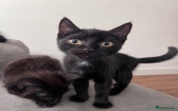 Ragdoll cats for sale: 🏡 Loving Homes Needed - Image 4