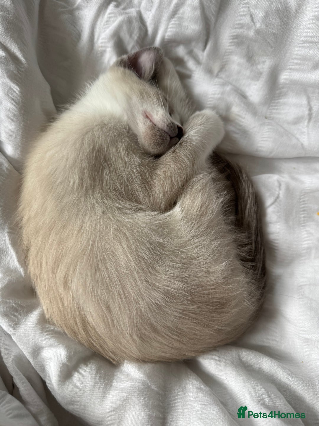 Siamese cats for sale: Siamese/Ragdoll kitten - Advert 5