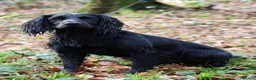 Cocker Spaniel dogs for sale: Working Cocker Spaniel Puppies - Advert 3