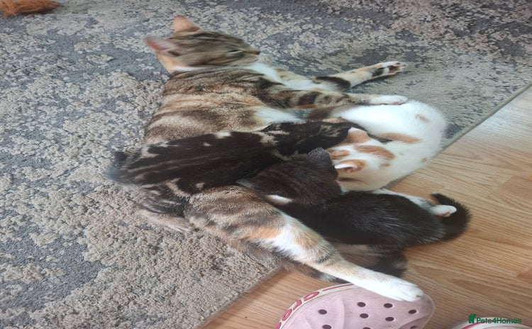 Mixed Breed cats - Advert 7