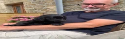Flat coated Retriever dogs for sale: Flat coated pups ready 24/07 - Advert 15