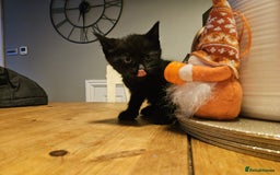 Mixed Breed cats for sale: Adorable playful well handled kittens  - Image 7