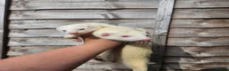 Ferret rodents for sale: 2 albino jills  - Advert 10