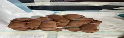 Hungarian Vizsla dogs for sale: Beautiful healthy KC registered Hungarian Vizslas  in Nottingham - Advert 2