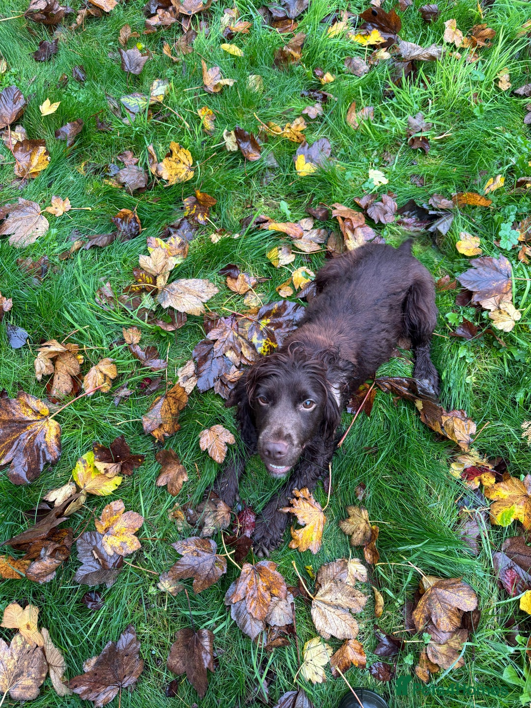 Cocker Spaniel dogs for sale: Loving playful pups - Image 1