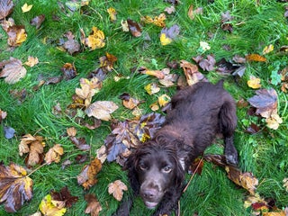 Cocker Spaniel dogs for sale - Advert 1