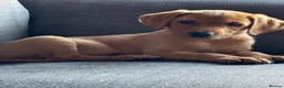 Labrador Retriever dogs for sale: Pedigree Labrador retriever fox red in Sheffield - Advert 5