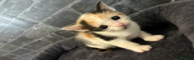 Domestic Shorthair 6