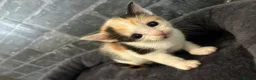 Domestic Shorthair cats for sale: 6 beautiful kittens for sale - Advert 6