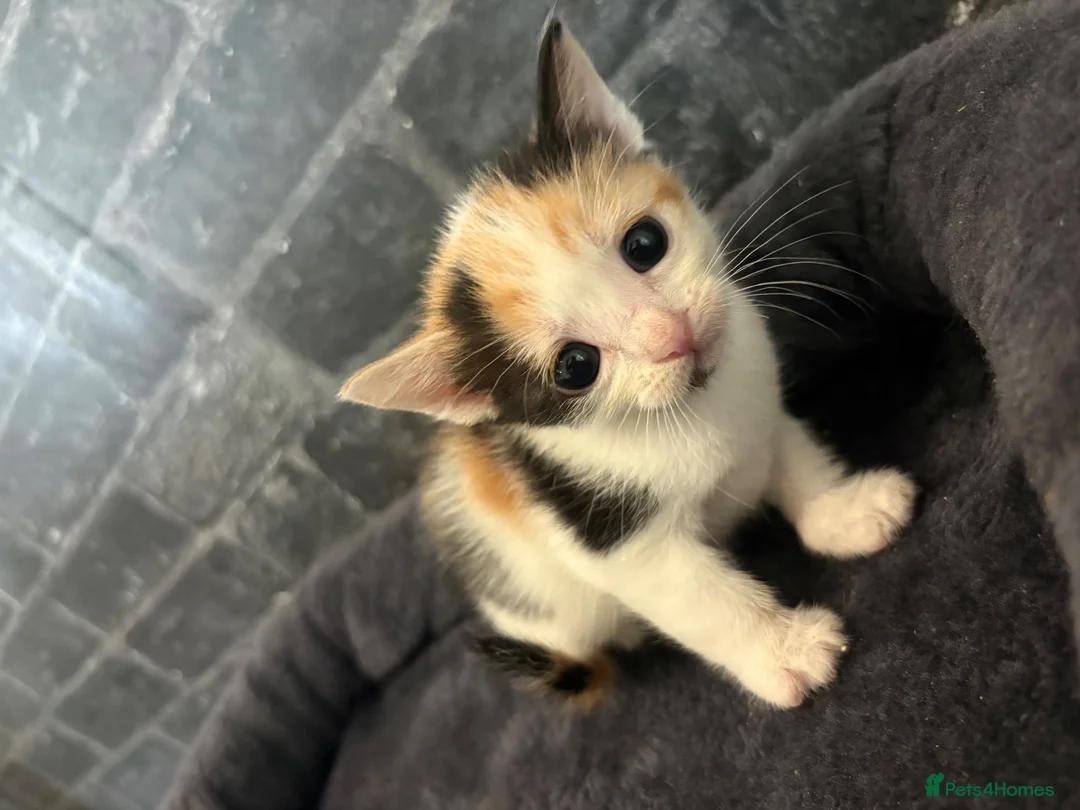 Domestic Shorthair cats for sale: 6 beautiful kittens for sale - Advert 6