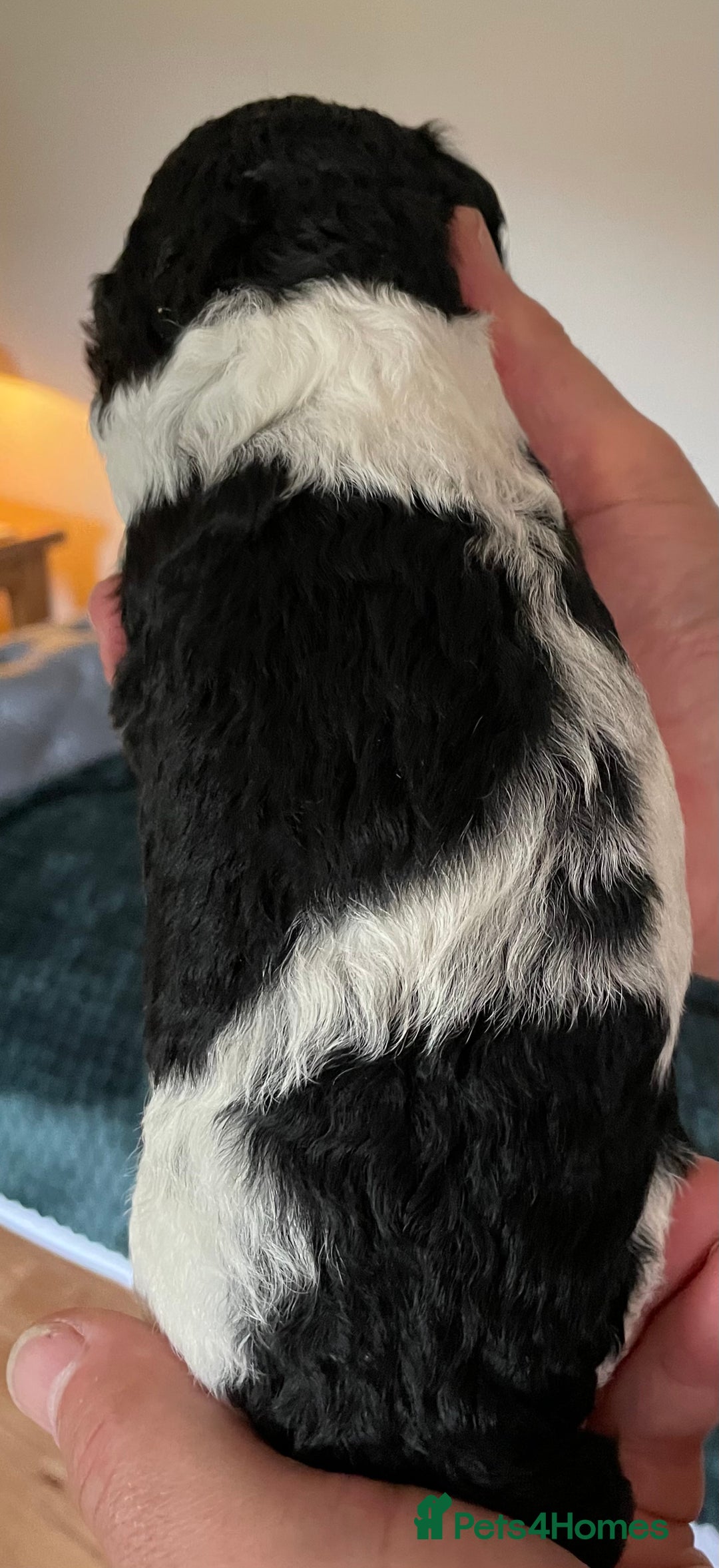 Saint Bernard dogs for sale: St Berdoodle (Saint Bernard standard Poodle) - Image 13