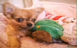 Chihuahua dogs for sale: Merle Chihuahua Puppies Longhaired Apple-head - Advert 6