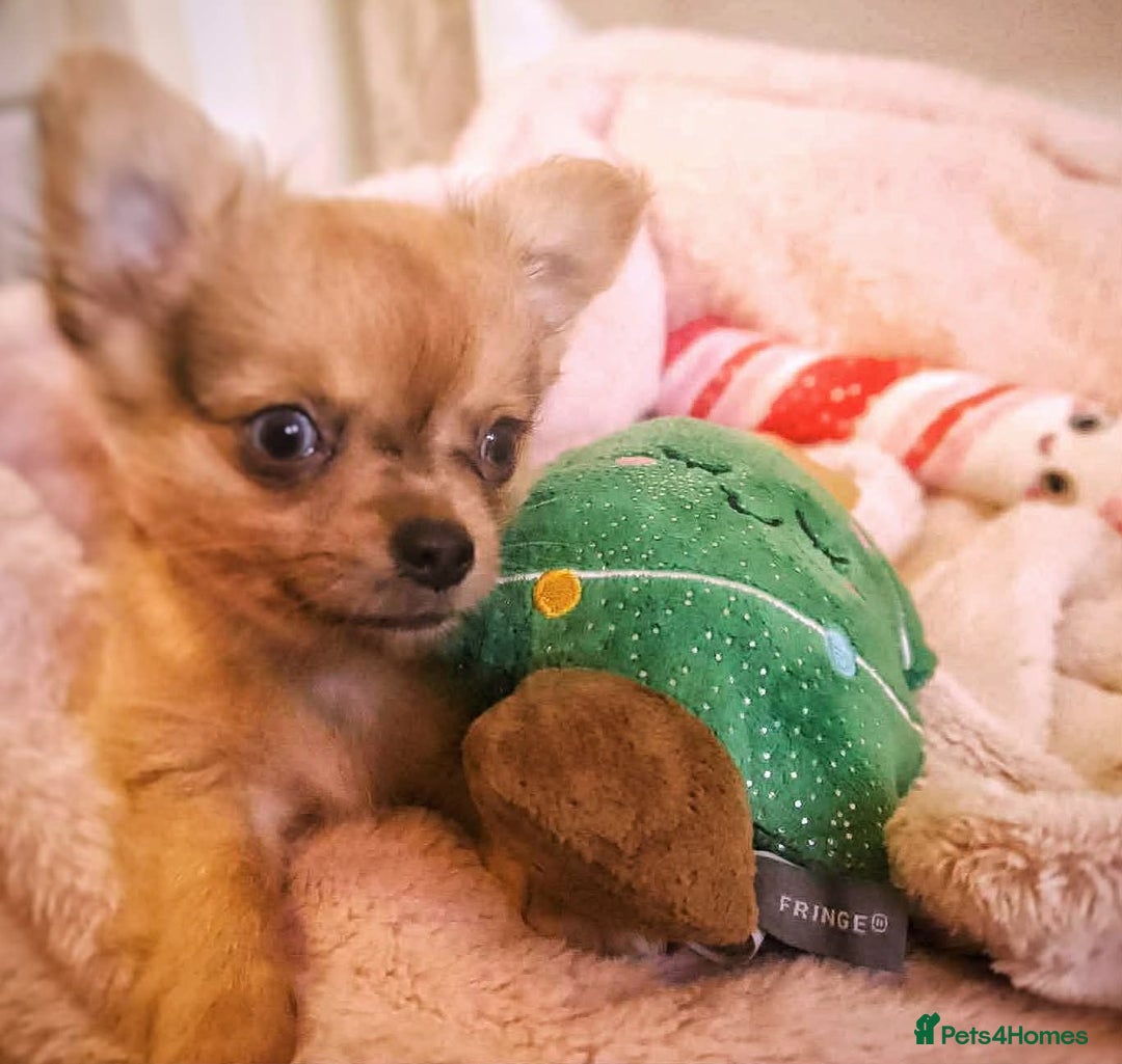 Chihuahua dogs for sale: Merle Chihuahua Puppies Longhaired Apple-head - Advert 6