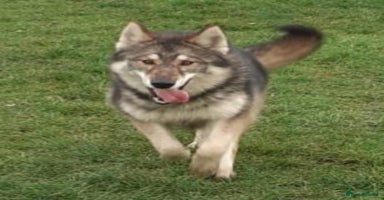 Northern Inuit dogs TAMASKAN PUPPIES PEDIGREE REGISTED  EMBARKED - Advert 16