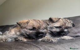 Cairn Terrier dogs for sale: Quality Cairn male pup available 8th August - Image 5